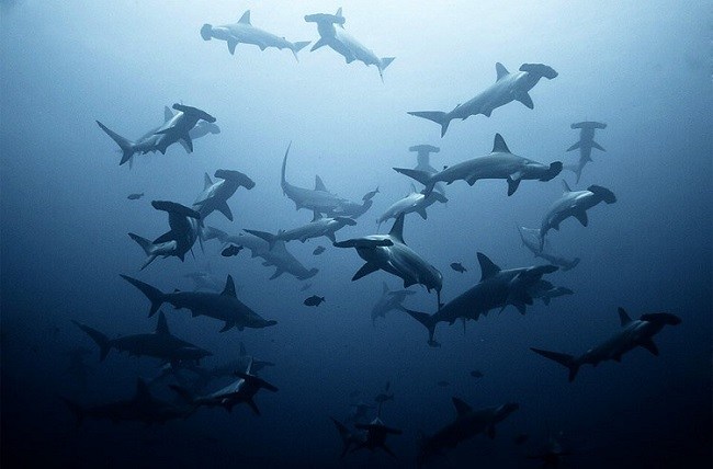 School of Hammerheads